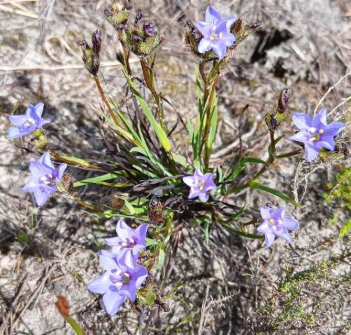 Aristea africana pale-flowering clump